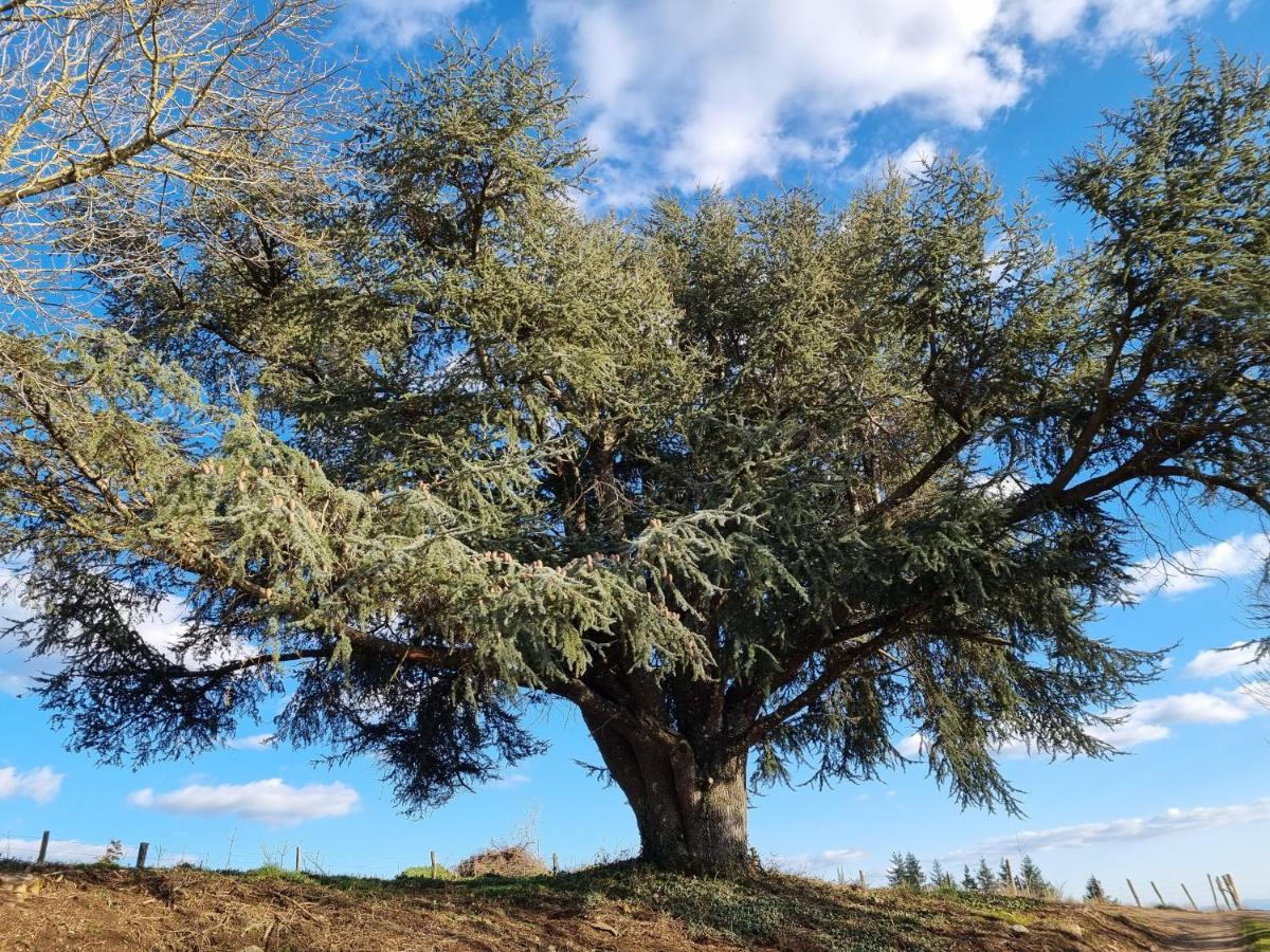L'Oeil De Carcassonne Villa Caudebronde Kültér fotó
